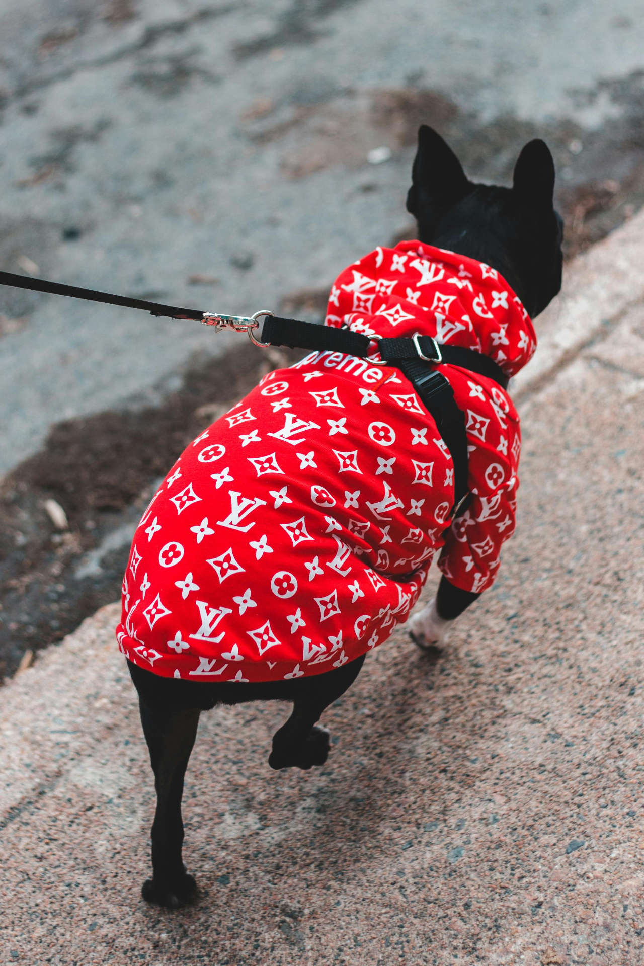 Supreme & Louis Vuitton Logos on Dog Jacket