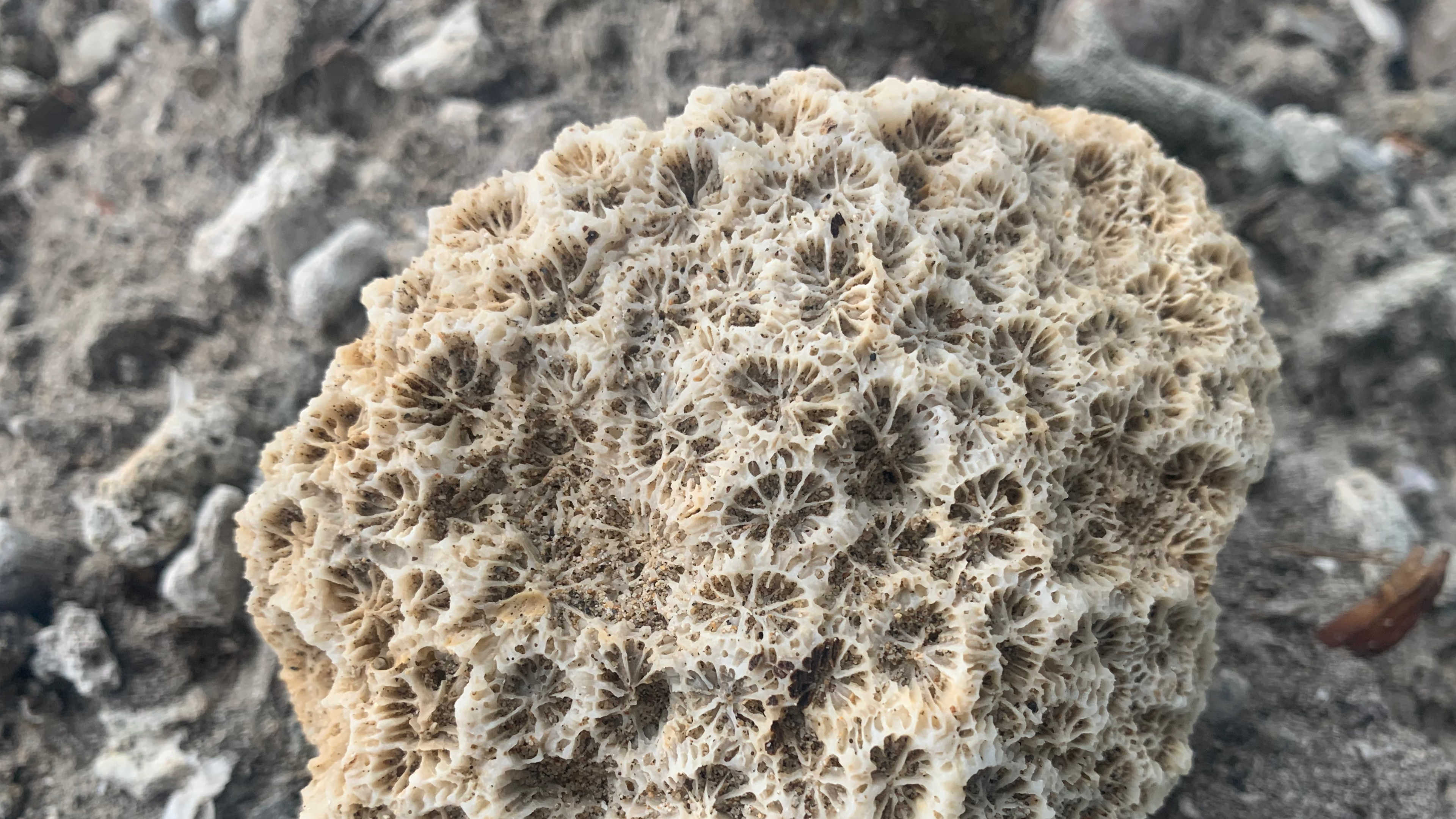 A piece of coral that I found on the shore