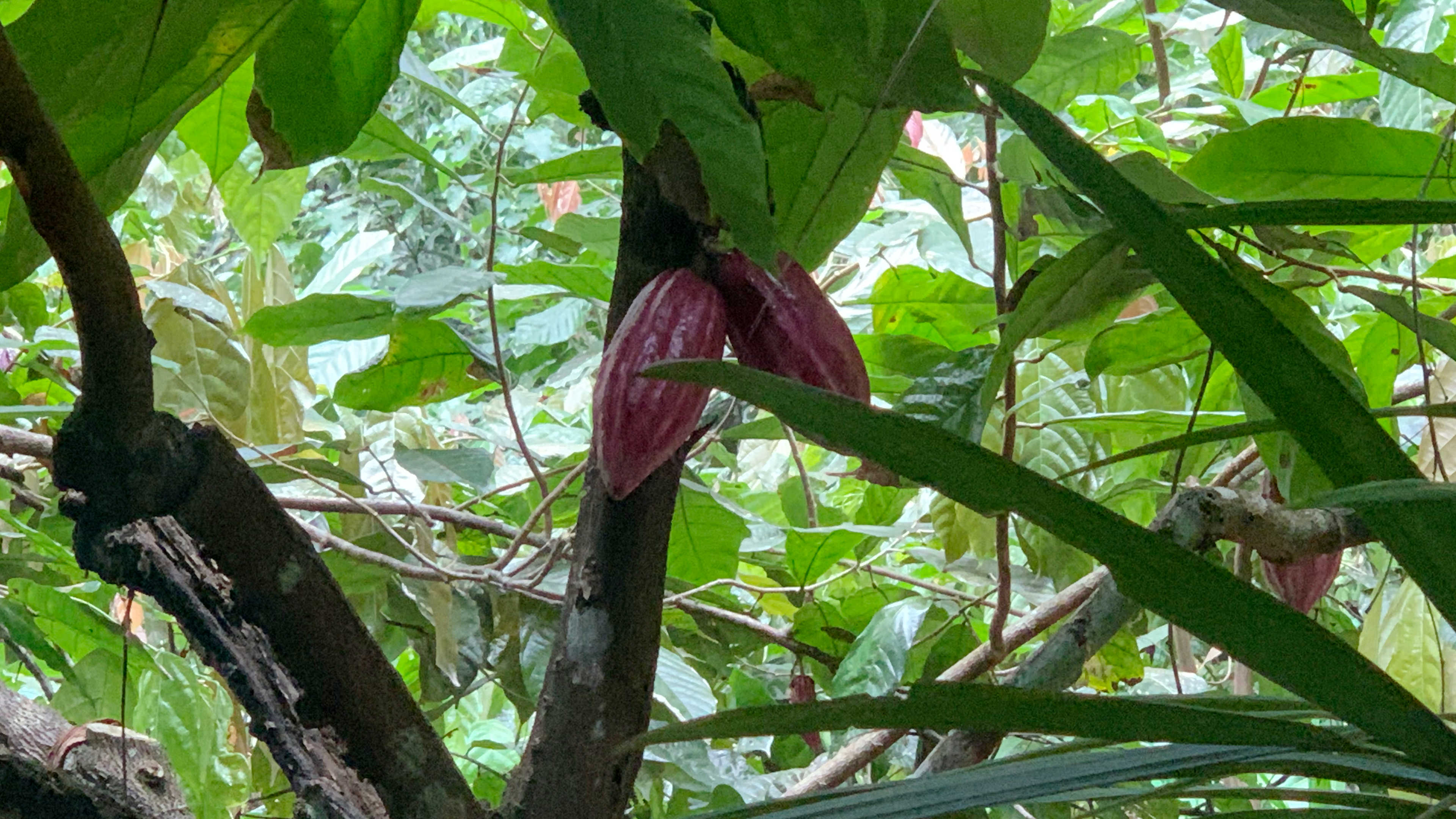 Cocoa fruits growing on the vine at the Kokomana Cocoa Farm & Chocolate Factory
