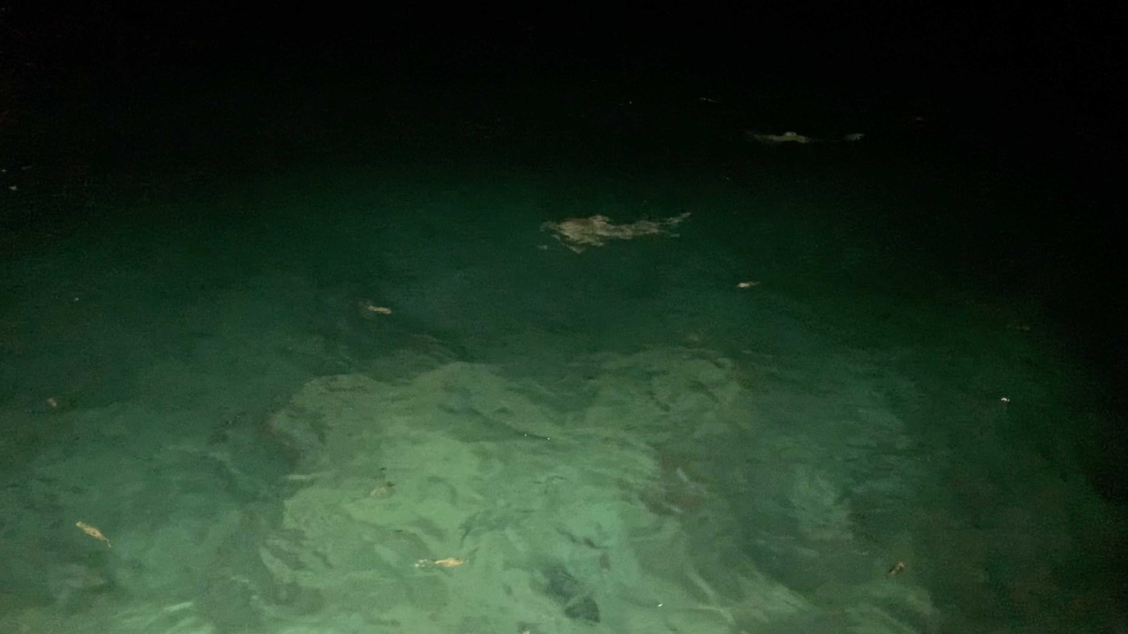Two reef sharks looking like silvery streaks lit up in the night water