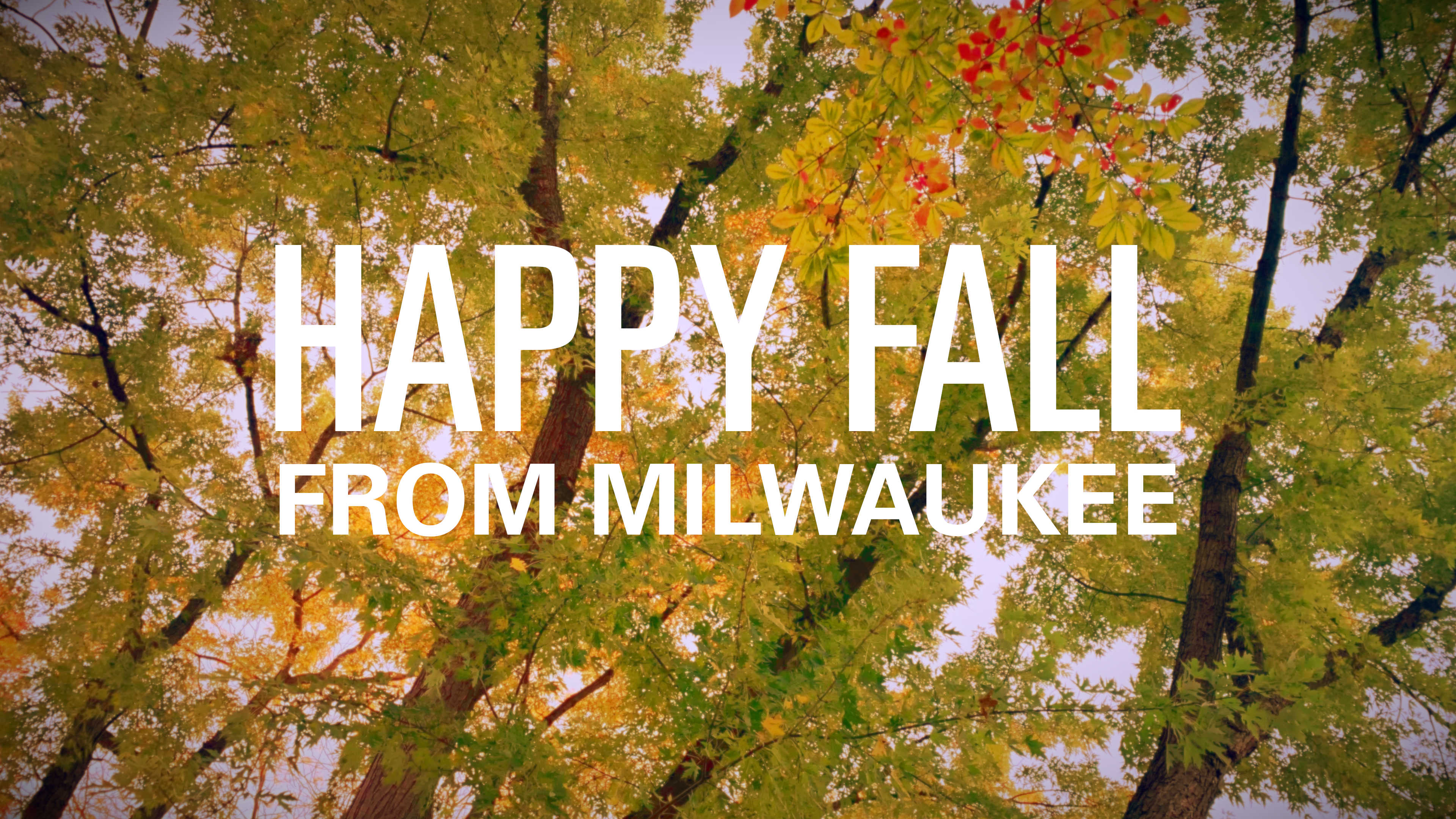 Looking up into the leafy canopy of tall Midwestern trees