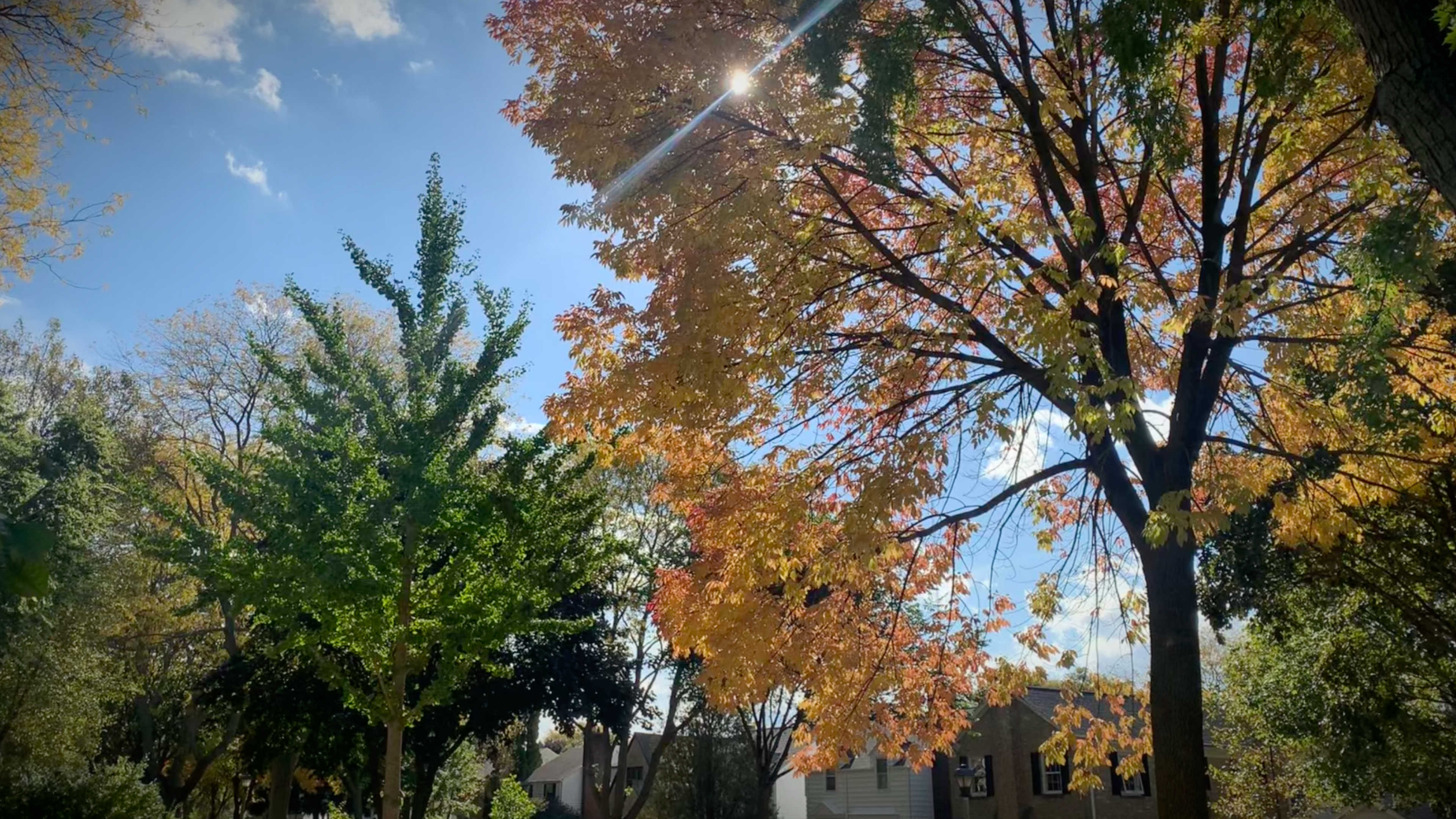 A view of the sun peeking through colorful trees with a blue sky behind