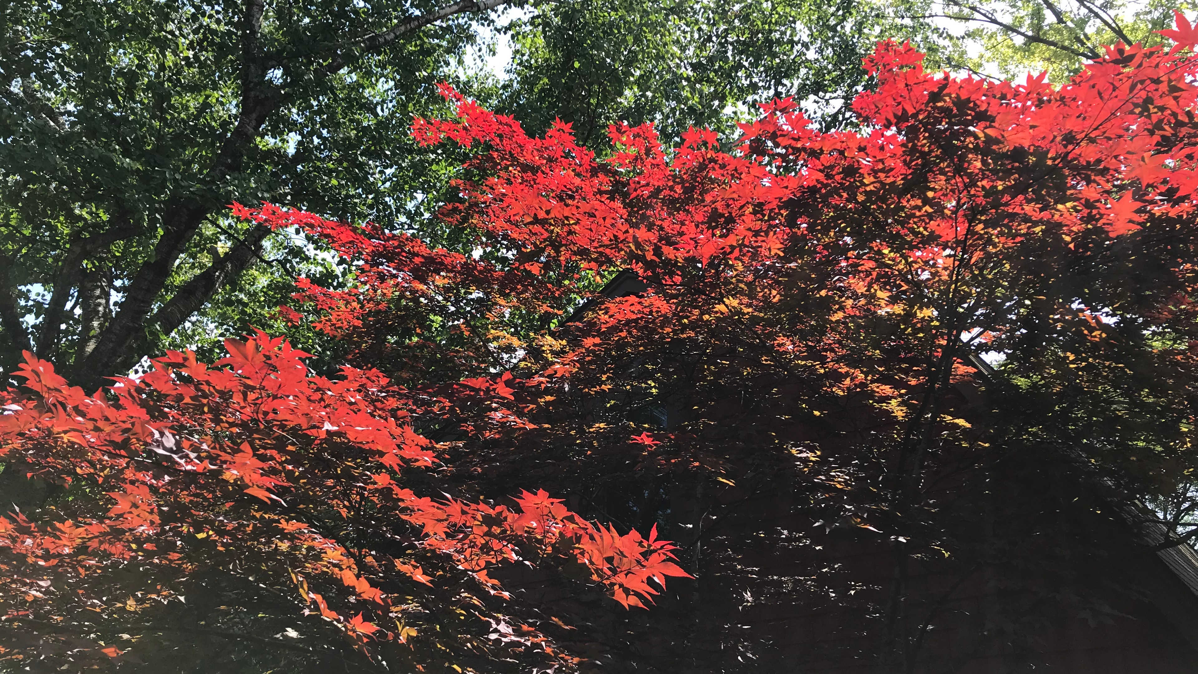 Vibrant red leaves of a tree in front of a dark background